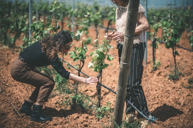 Wines and typical products in the lands of Frederick II - The vineyard walk: what you actually learn (and why it helps)