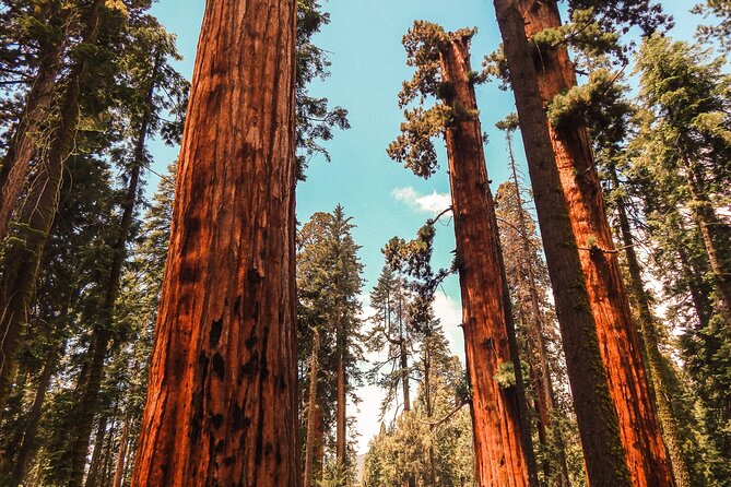 Yosemite and Giant Sequoias Day Tour - Why This One-Day Yosemite and Sequoias Tour Still Feels Worth It