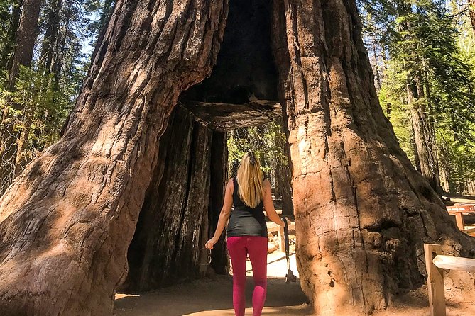 Yosemite and Giant Sequoias Day Tour - Yosemite Falls: Options During Your Valley Time (Not a Long Hike Stop)