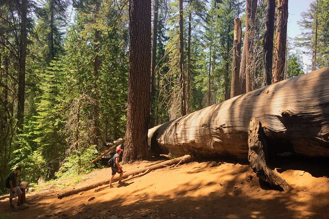 Yosemite and Giant Sequoias Day Tour - The Long Drive Factor: Comfort, Noise, and the Role of the Guide