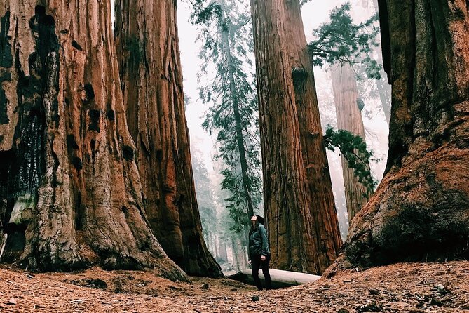 Yosemite and Giant Sequoias Day Tour - Price and What’s Included (Plus the Extra Fees You Should Budget)