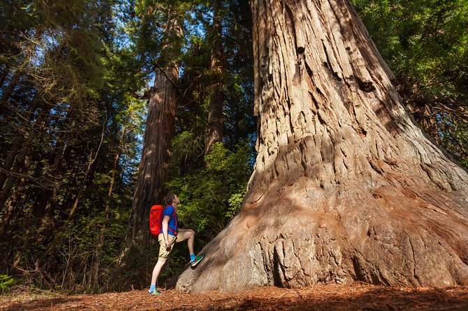 Yosemite National Park and Giant Sequoias Tour from San Jose - Tuolumne Grove of Giant Sequoias: where the pace slows down