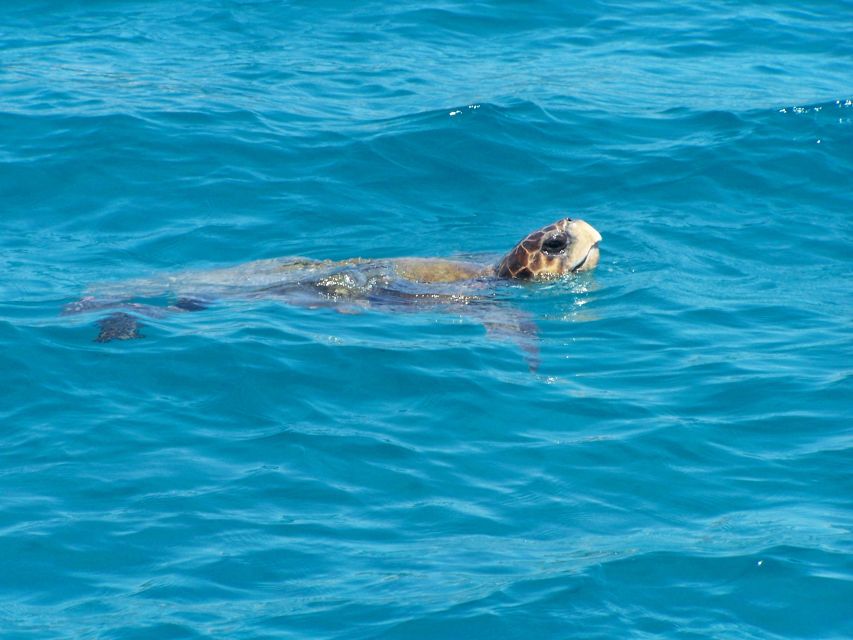 Zakynthos: Guided Boat Cruise to Turtle Island & Keri Caves - Marathonisi (Turtle Island): what the swim stop is really like