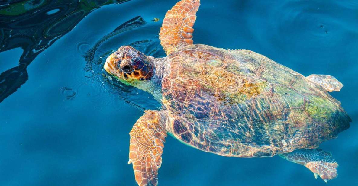 Zakynthos: Turtle Island & Keri Caves Glass-Bottom Boat Tour - Guides and crew: the difference between seeing turtles and just hoping