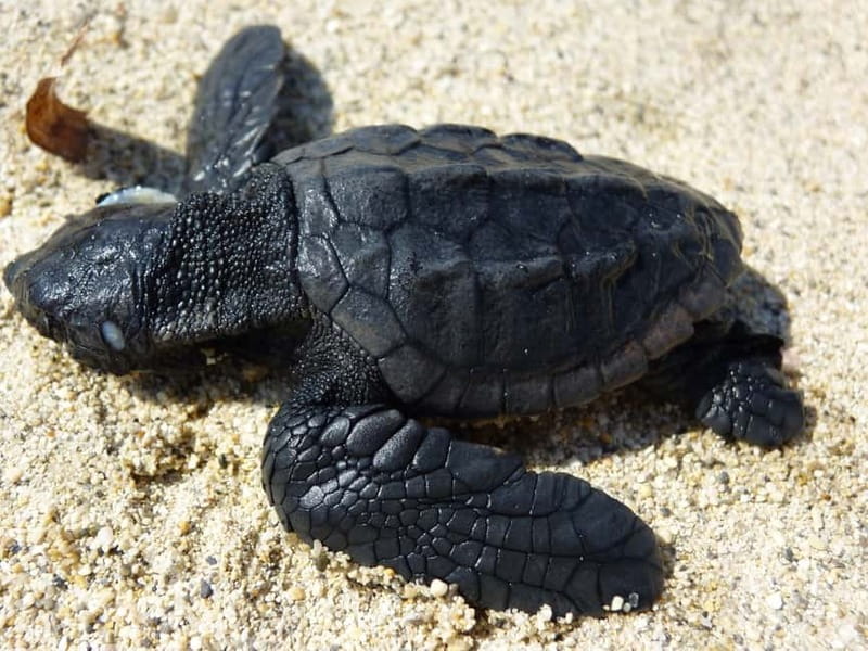 Zakynthos: Turtle Spotting Cruise with Glass-Bottom Boat - Pickup, meeting point, and how to avoid day-of stress