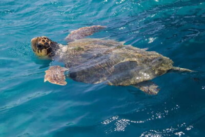 Zakynthos: Turtle Spotting Cruise with Glass-Bottom Boat - Price and what you’re really getting for it