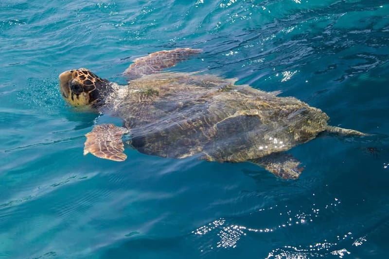 Zakynthos: Turtle Spotting Cruise with Glass-Bottom Boat - Price and what you’re really getting for it